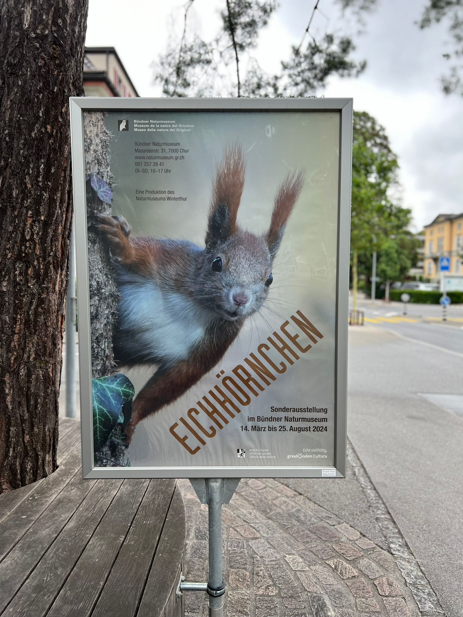 Naturmuseum Eichhörnchen