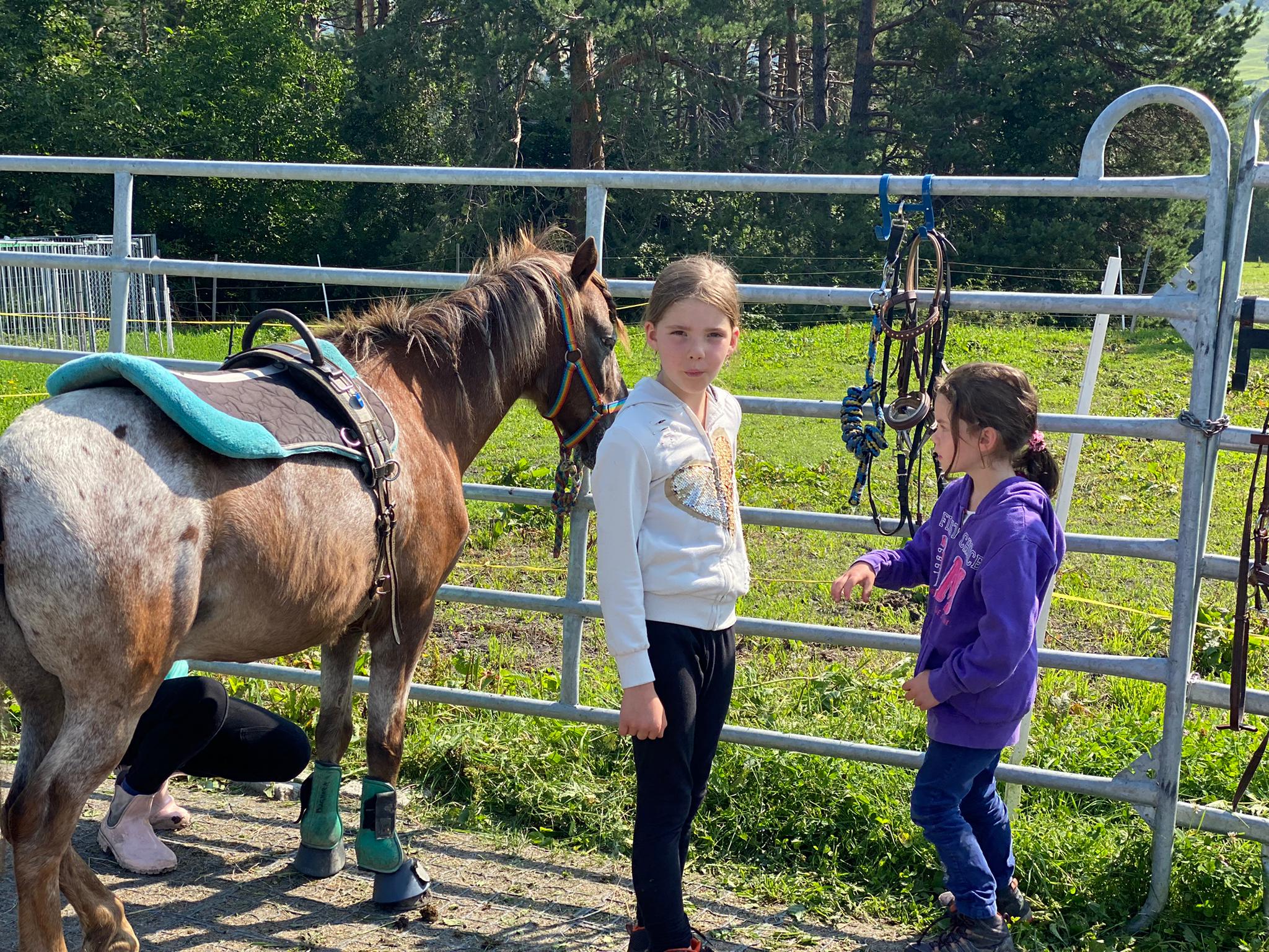 Alles Rund um's Pferd