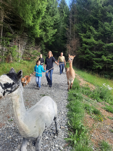 Alpakka Trekking