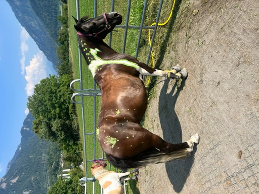 Reiten