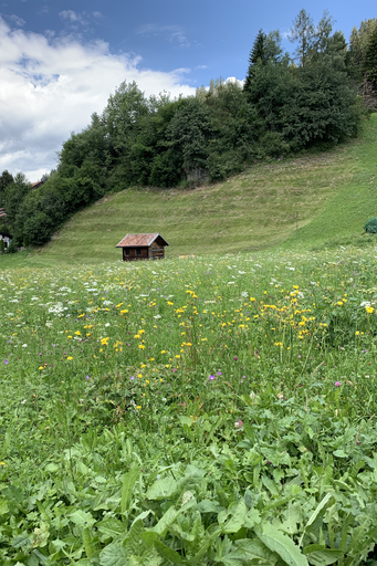 Bienen erleben in Churwalden