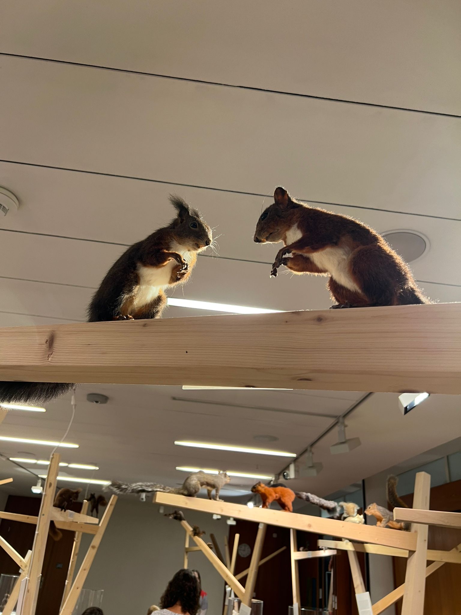 Naturmuseum Eichhörnchen