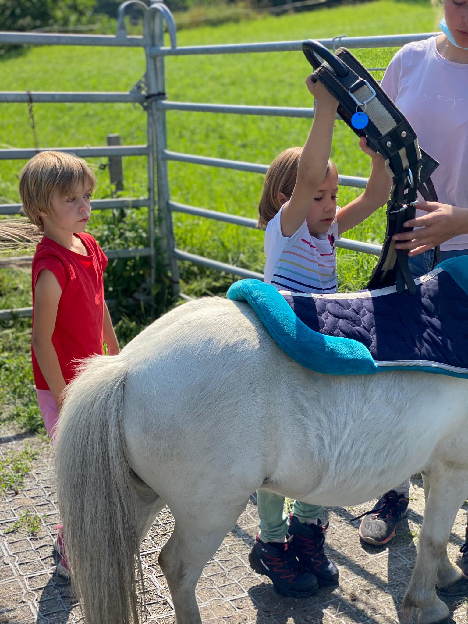 Alles Rund um's Pferd