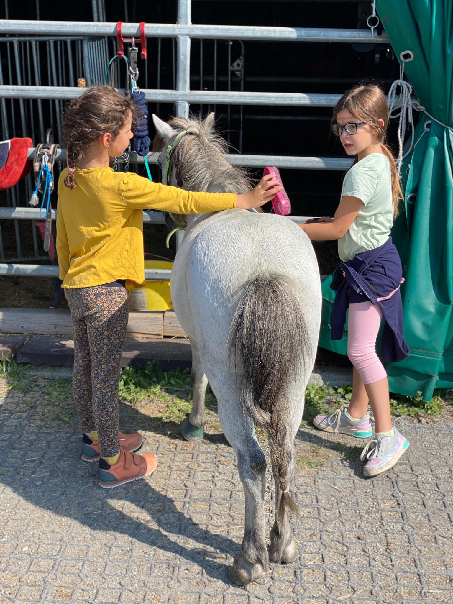 Alles Rund um's Pferd