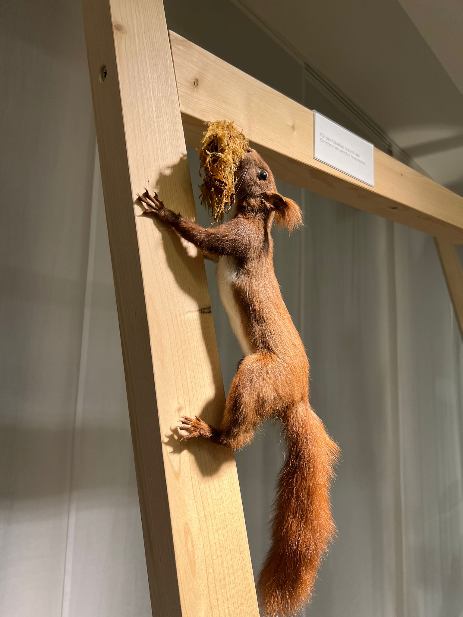 Naturmuseum Eichhörnchen